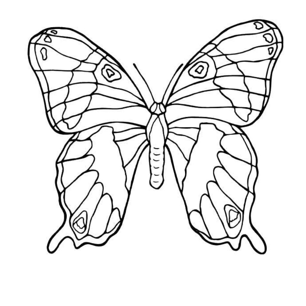 Desenho de Borboleta para colorir e imprimir grátis