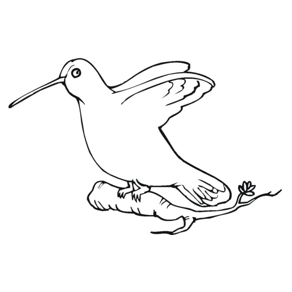 Desenho de Beija-Flor para colorir e imprimir grátis