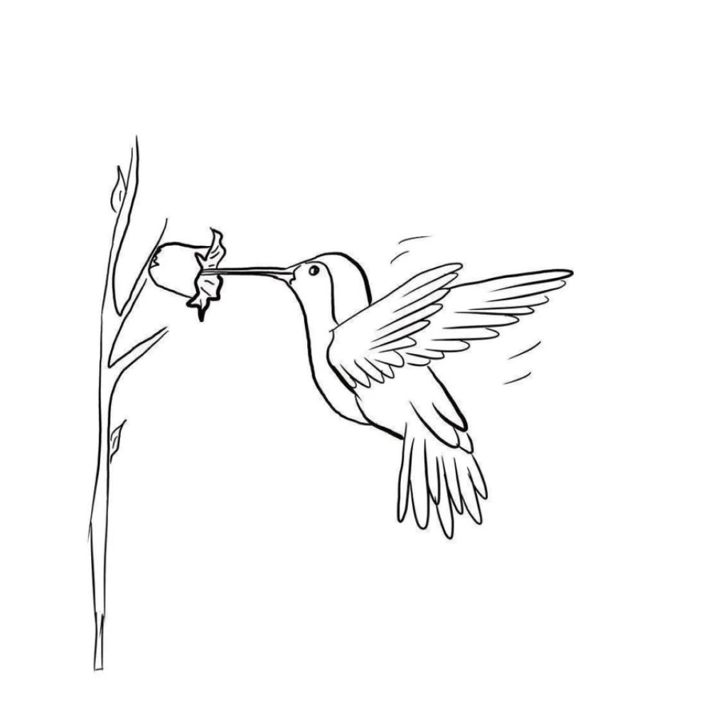 Desenho de Beija-Flor para colorir e imprimir grátis