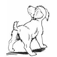 Cachorro