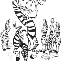 Zebra Brincando