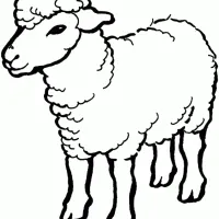 Ovelha