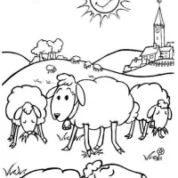 Ovelhas No Campo