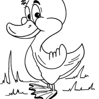 Pato