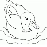 Pato