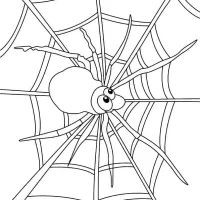 Aranha Na Teia